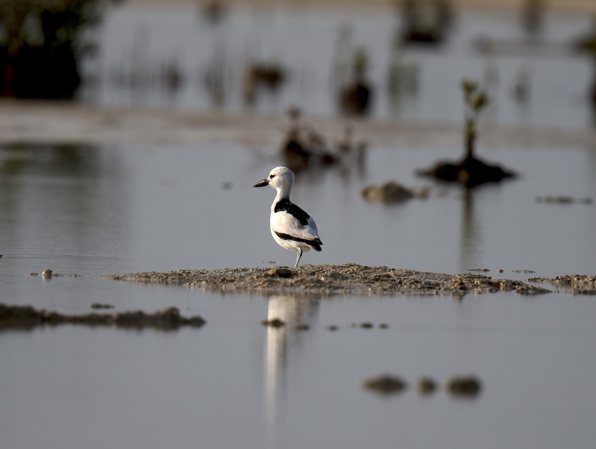 Crab-Plover - ML645488408