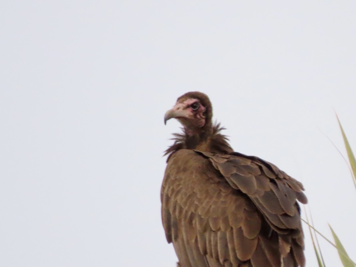 Hooded Vulture - ML645488411