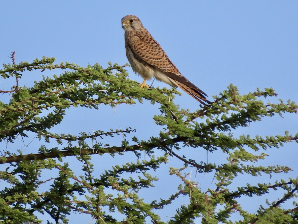 Lesser Kestrel - ML645488412