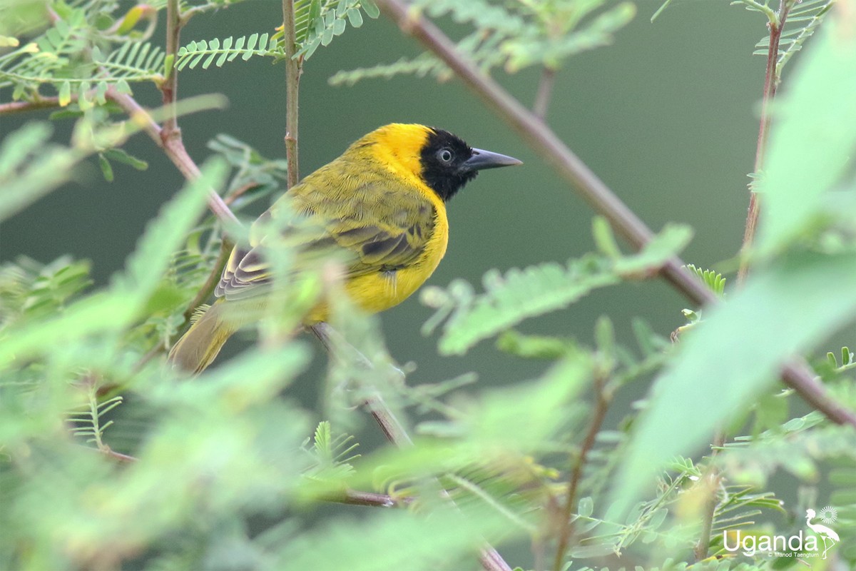 Slender-billed Weaver - ML645488413