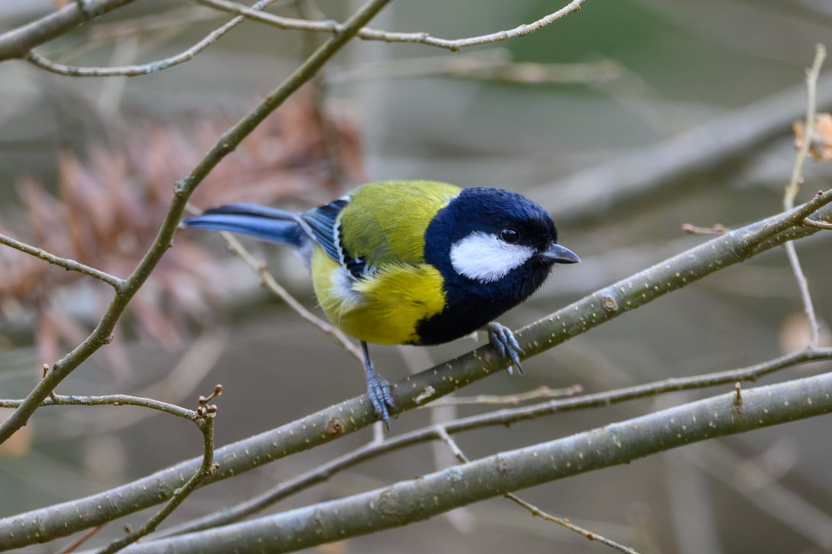 Green-backed Tit - ML645488415