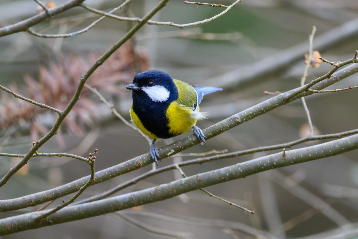 Green-backed Tit - ML645488416