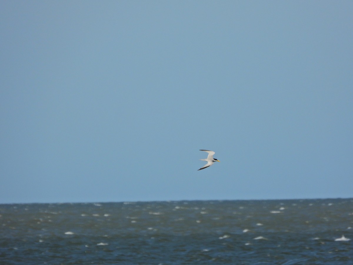 Амазонская крачка - ML645488422