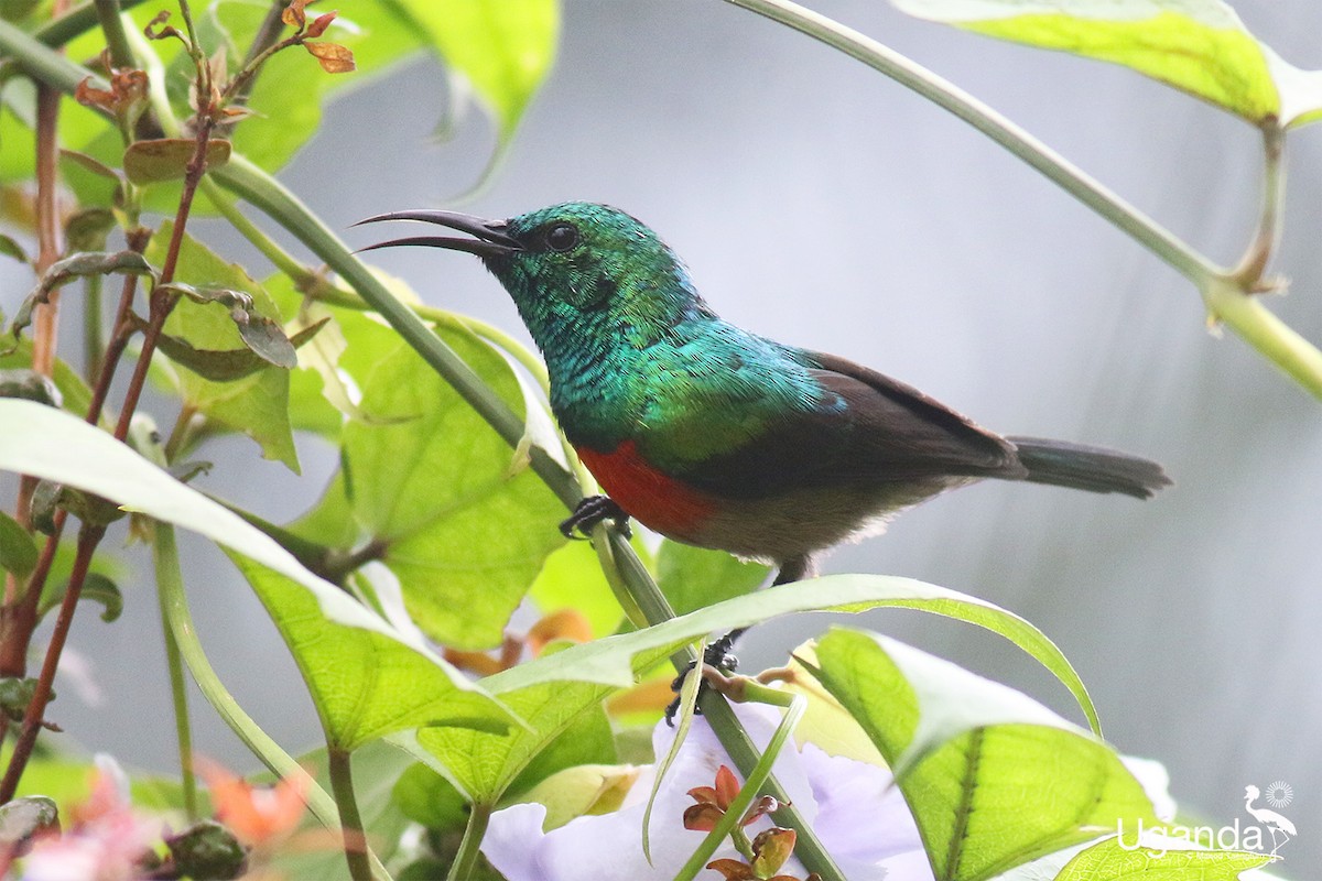 Olive-bellied Sunbird - ML645488423