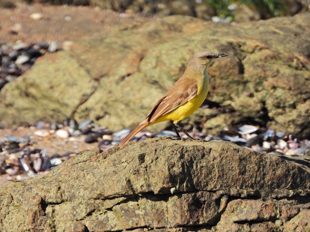 Cattle Tyrant - ML645488425