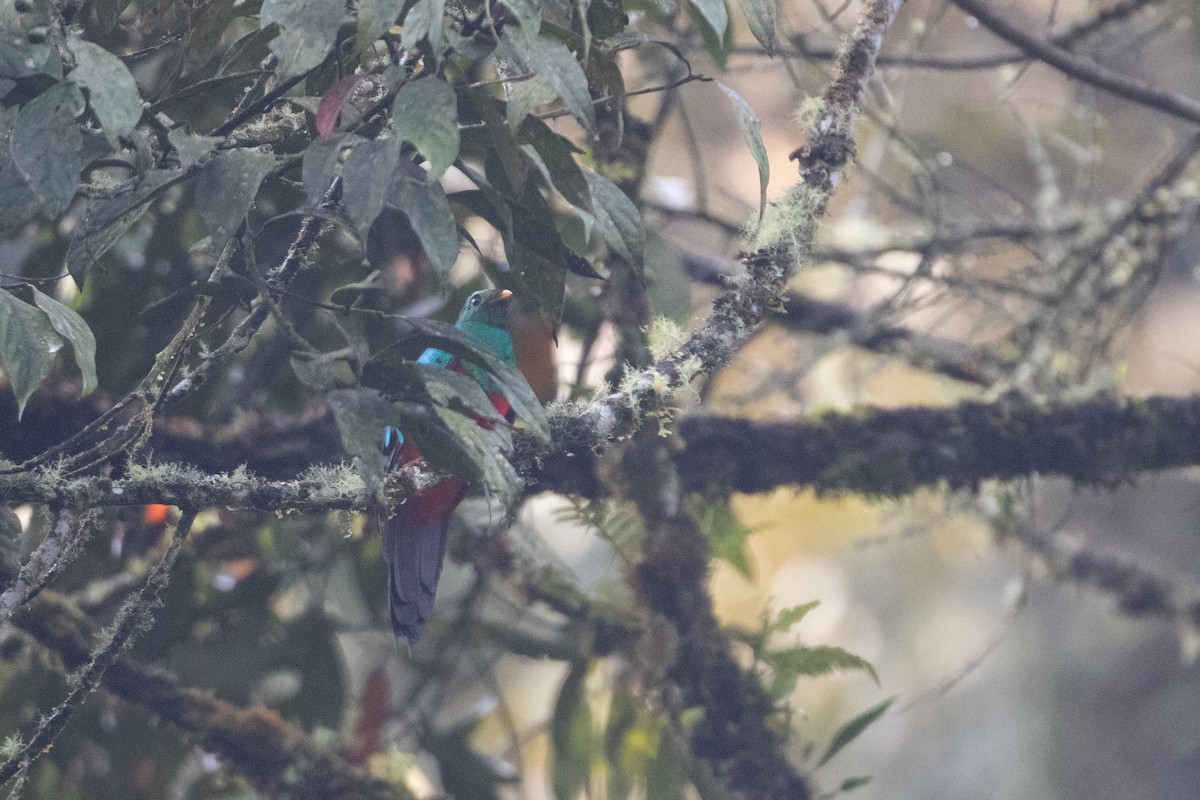 Golden-headed Quetzal - ML645488426