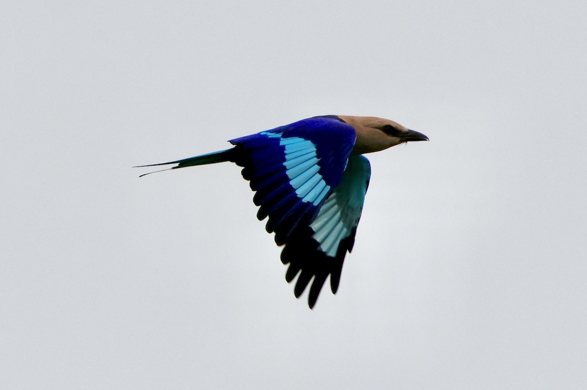 Blue-bellied Roller - ML645488427