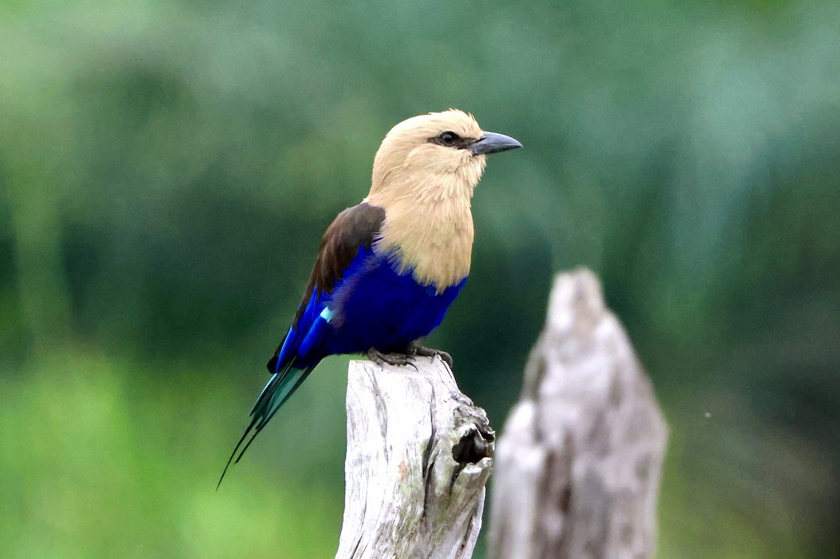 Blue-bellied Roller - ML645488428