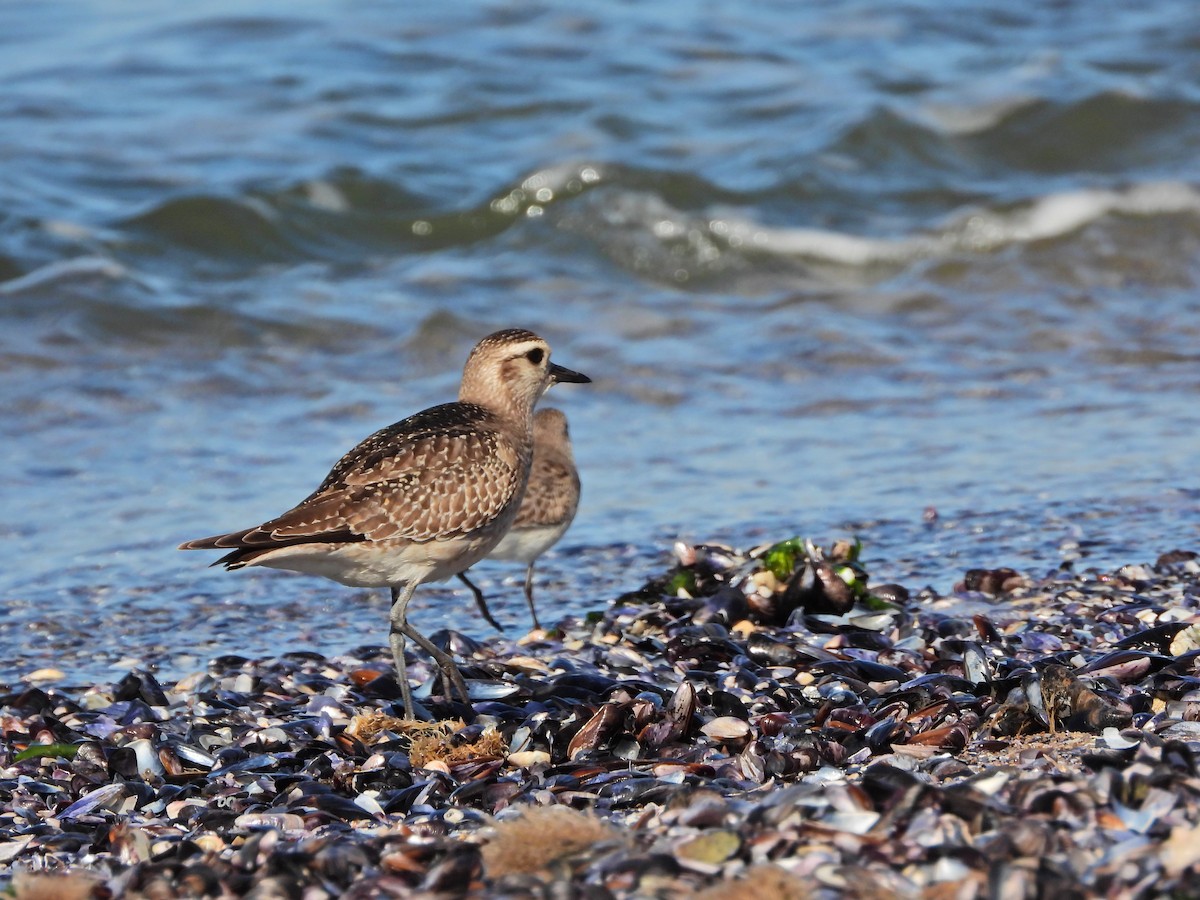 American Golden-Plover - ML645488430