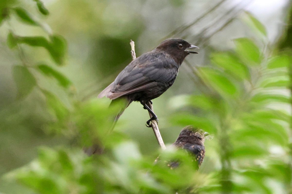 Northern Black-Flycatcher - ML645488447