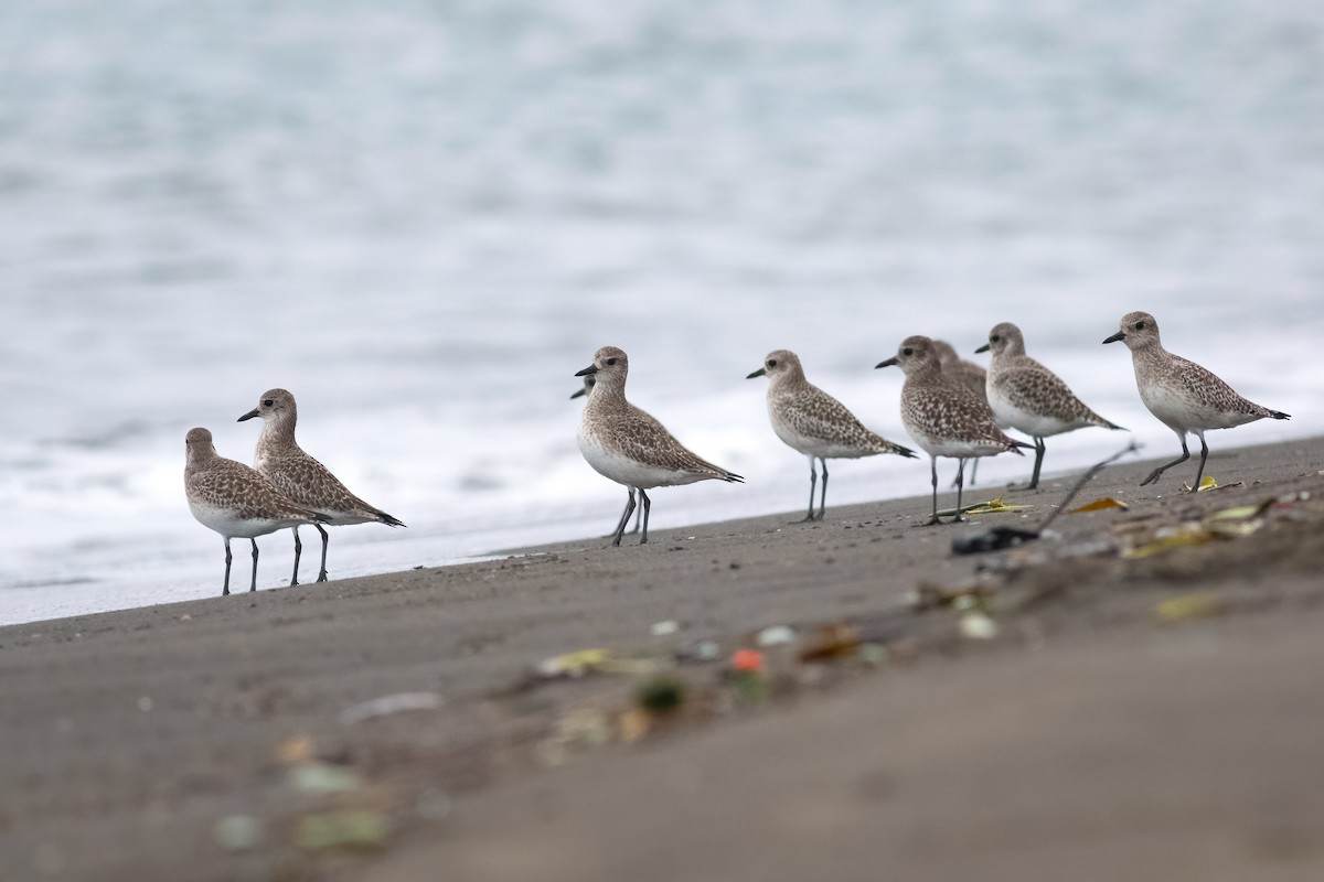 Black-bellied Plover - ML645488448