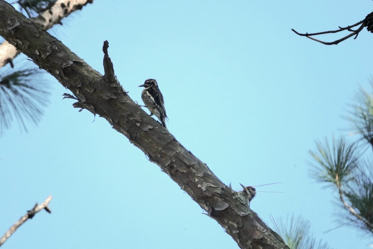 Yellow-bellied Sapsucker - ML645488449