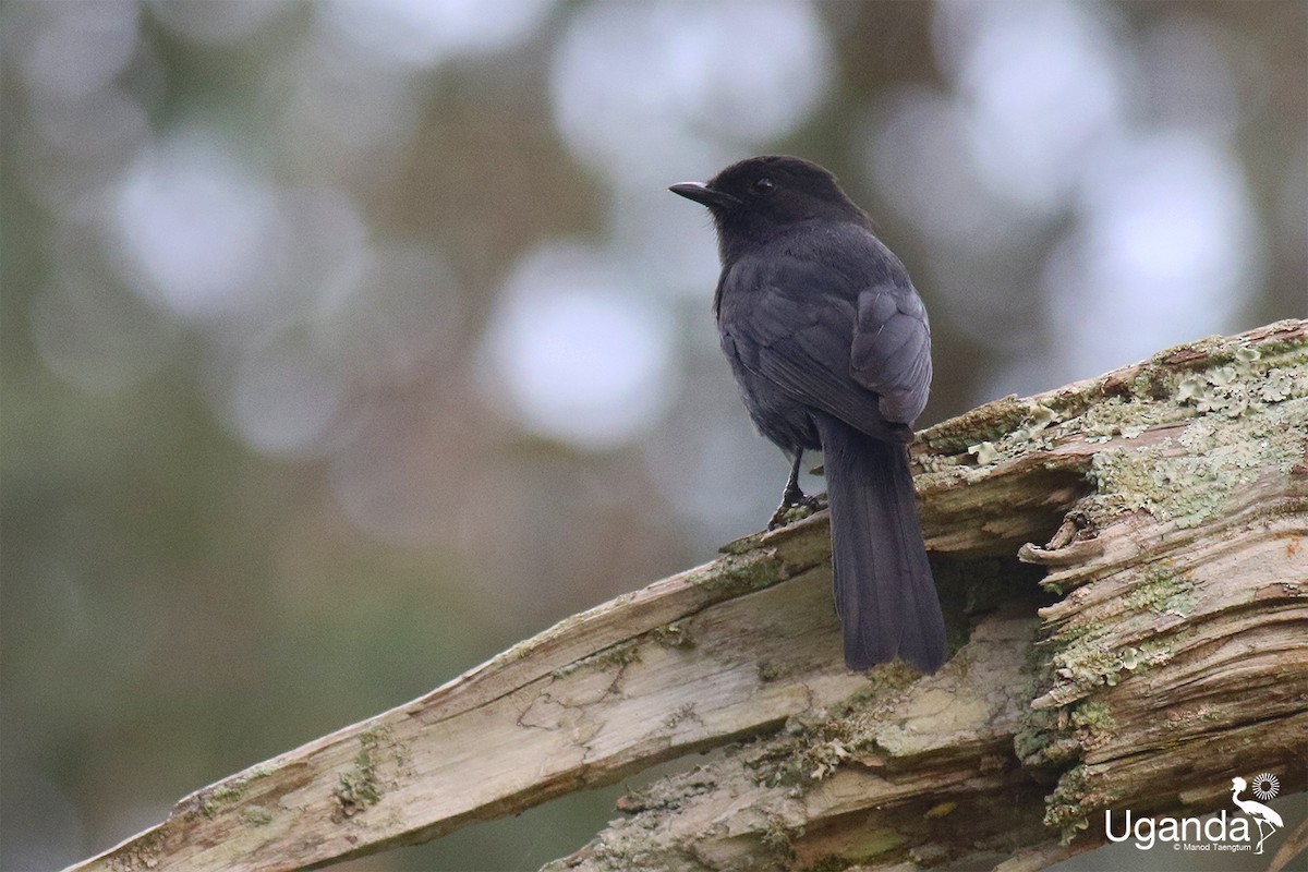 Northern Black-Flycatcher - ML645488450