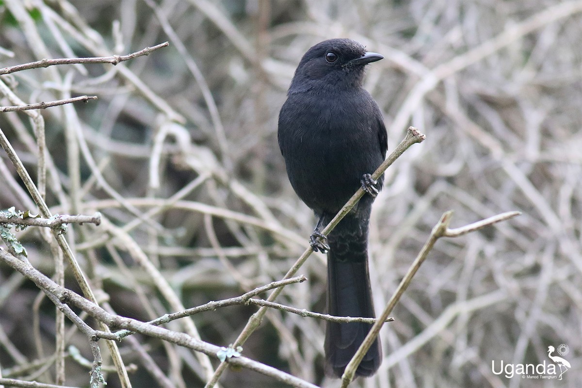 Northern Black-Flycatcher - ML645488451