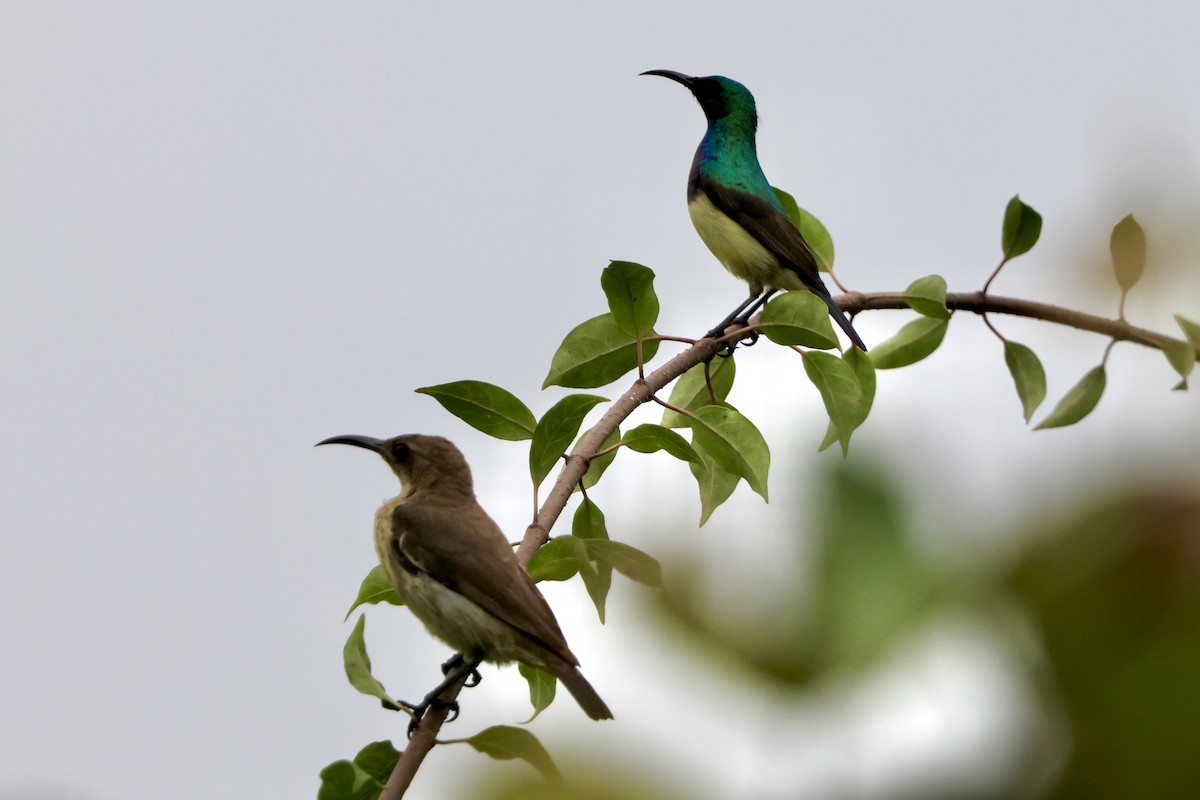 Variable Sunbird - ML645488452