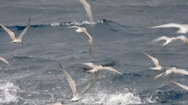 Крячок річковий - ML645488454