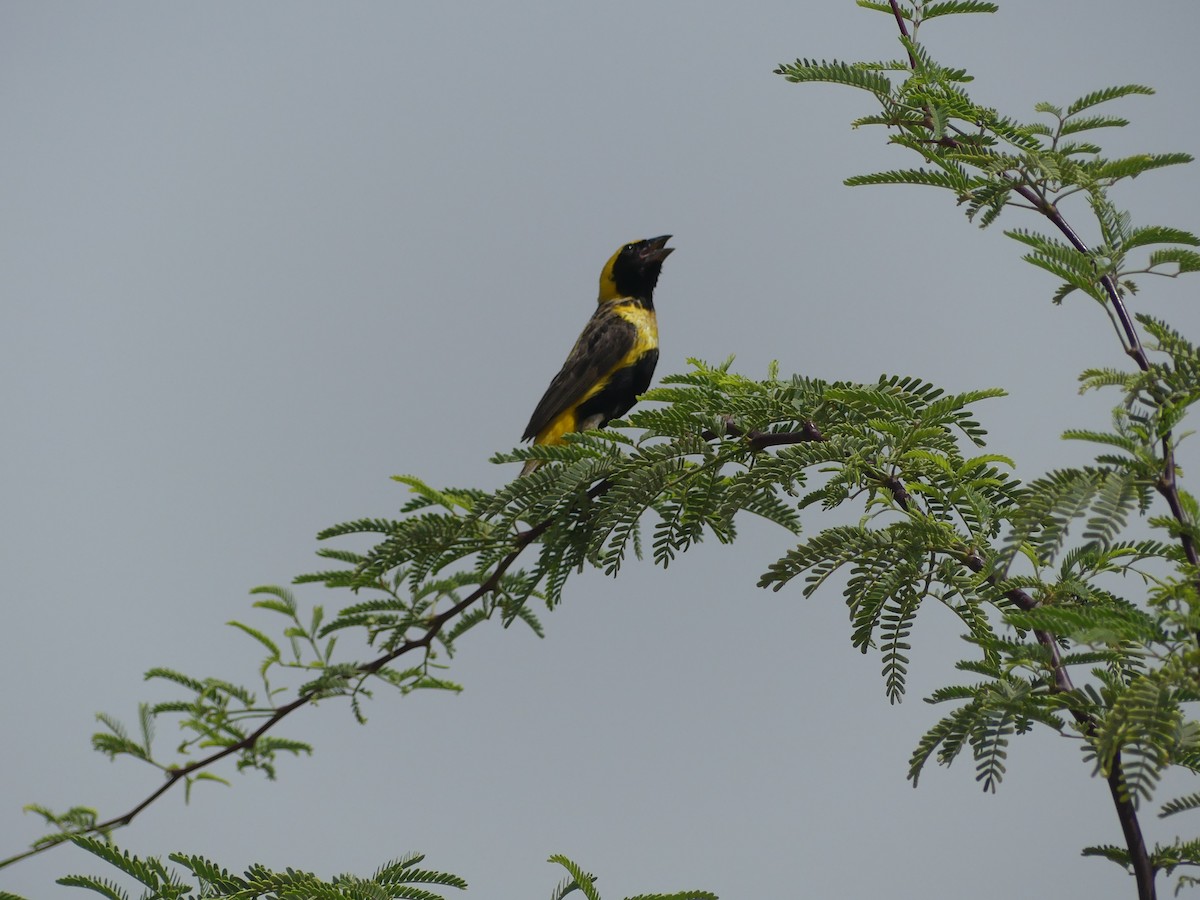 Yellow-crowned Bishop - ML645488455