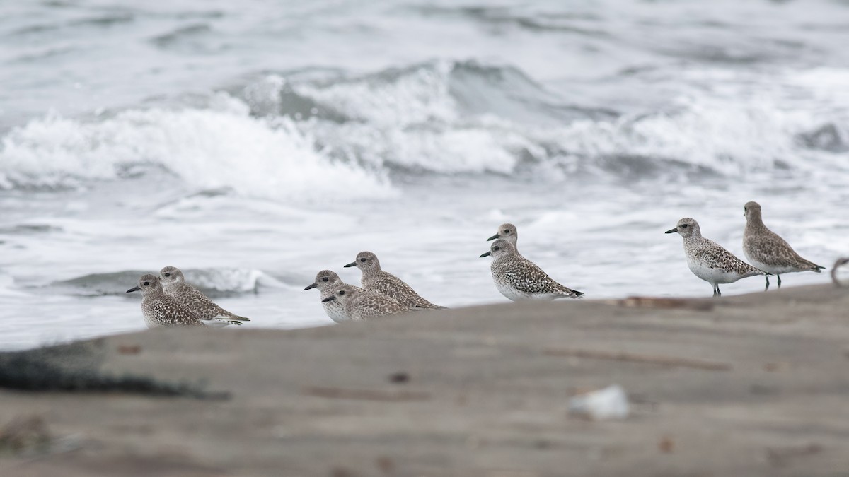 Black-bellied Plover - ML645488462