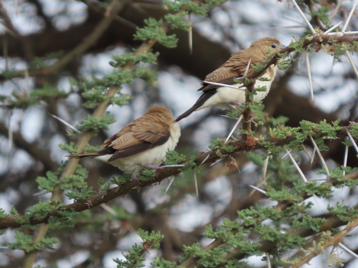 savannesølvnebb - ML645488463