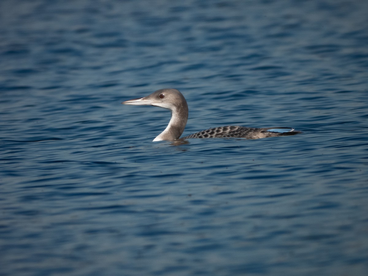 Common Loon - ML645488470