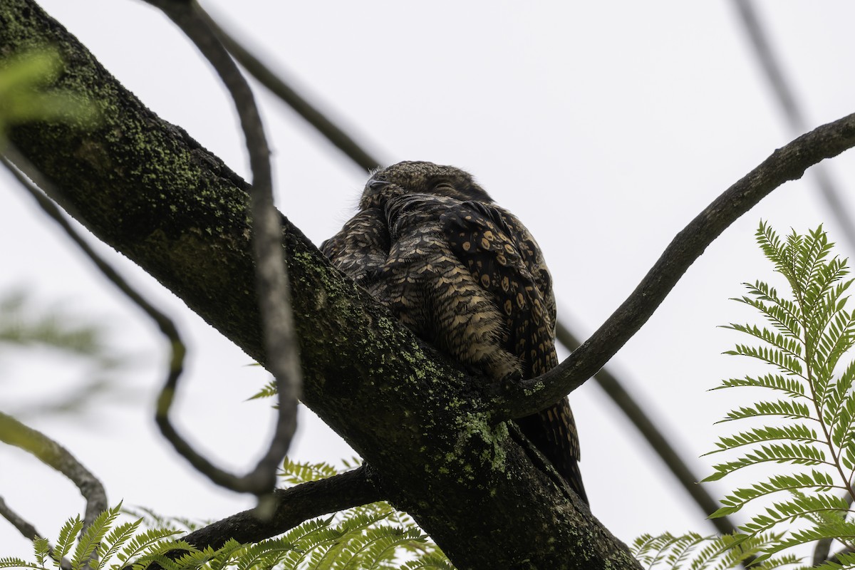Gray Nightjar - ML645488471