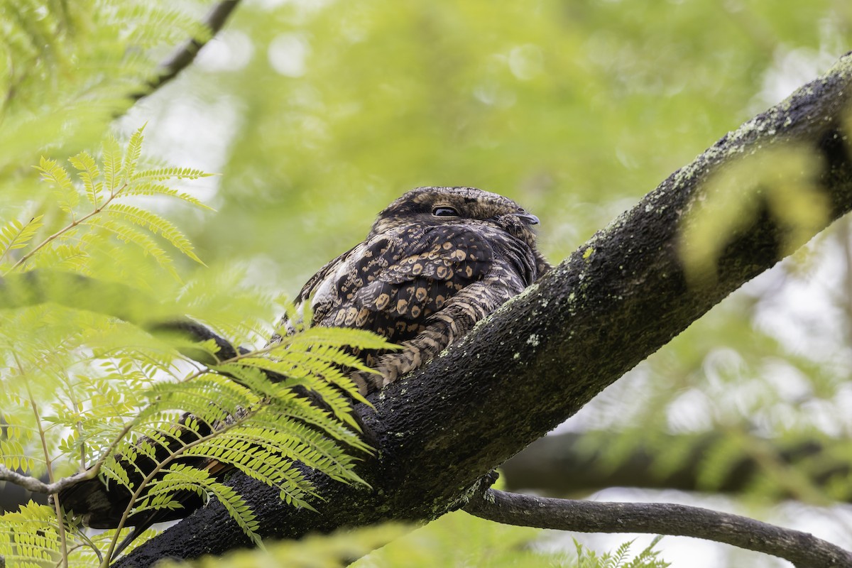 Gray Nightjar - ML645488472