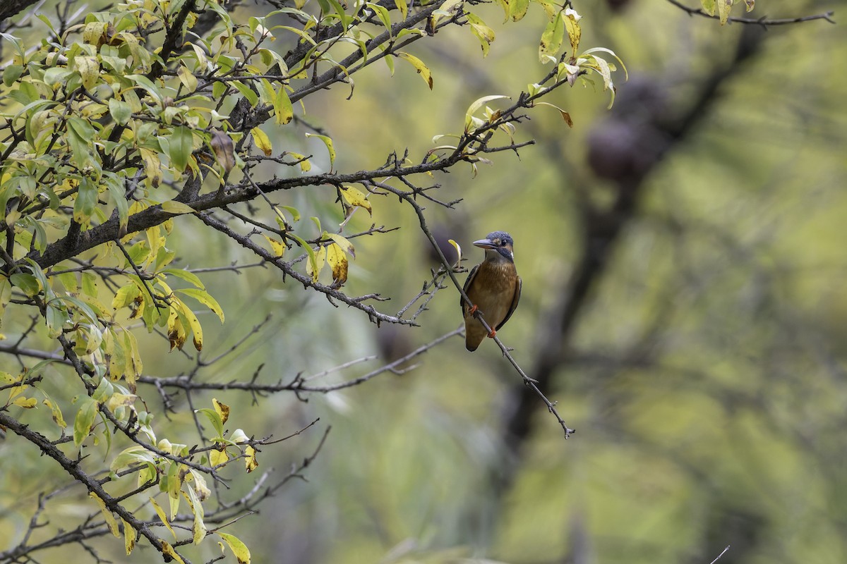 Common Kingfisher - ML645488478