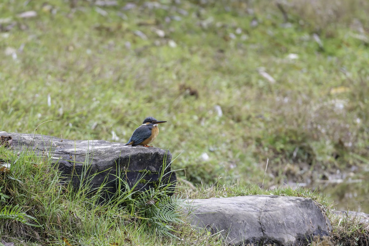 Common Kingfisher - ML645488479