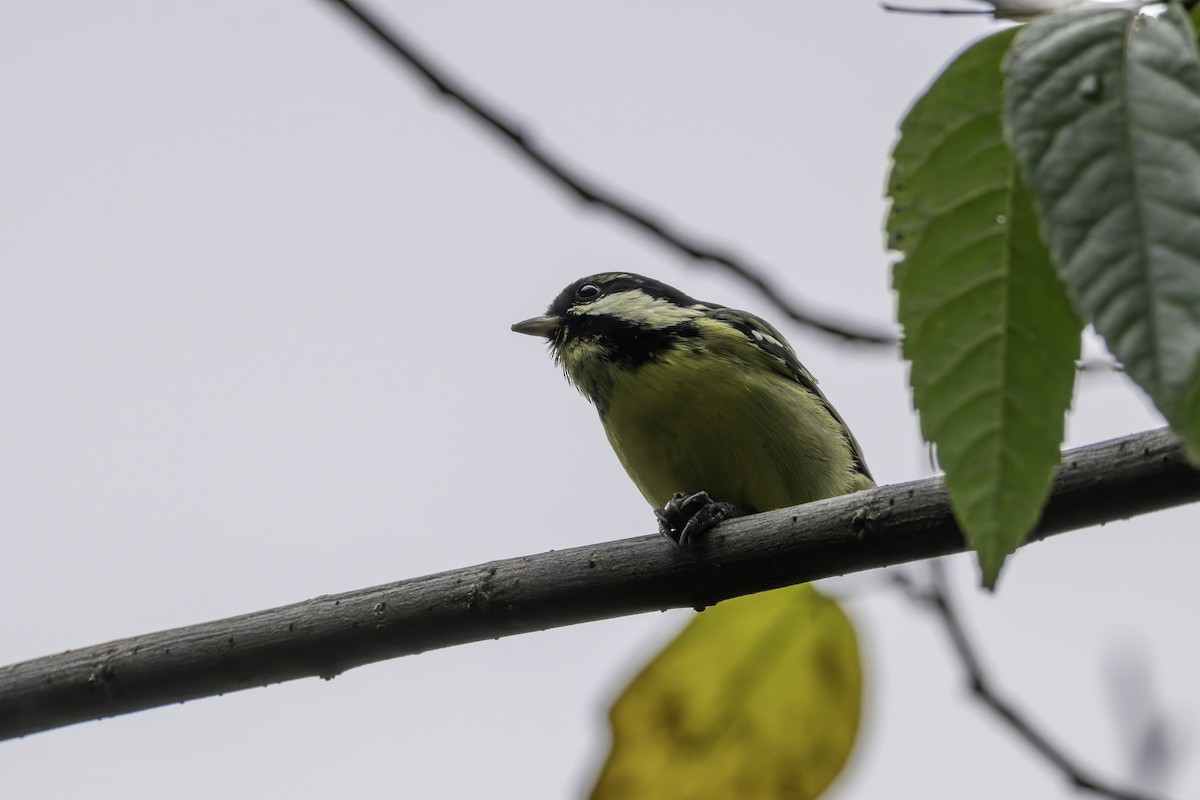 Yellow-bellied Tit - ML645488481