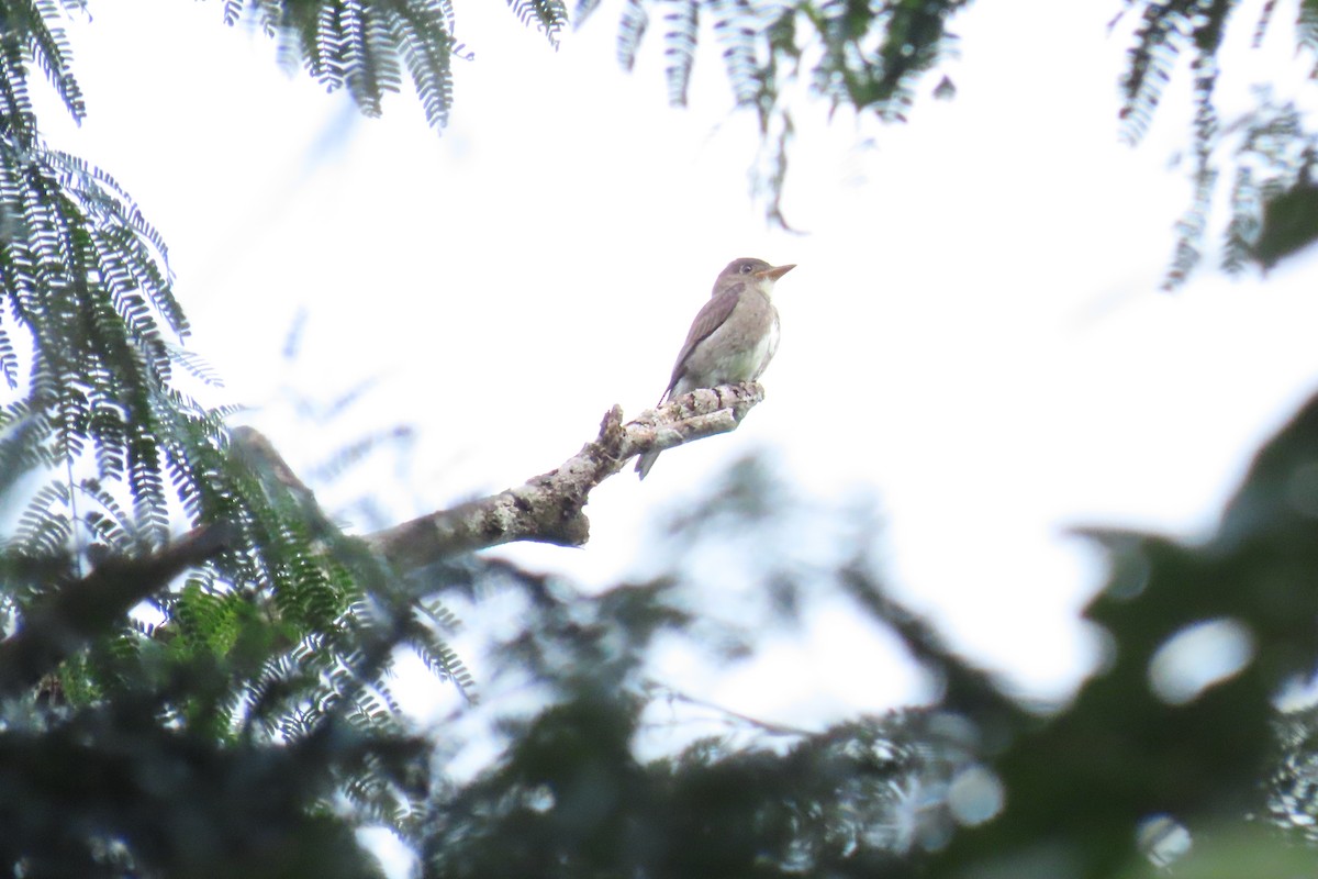 tyranovec severský - ML645488485