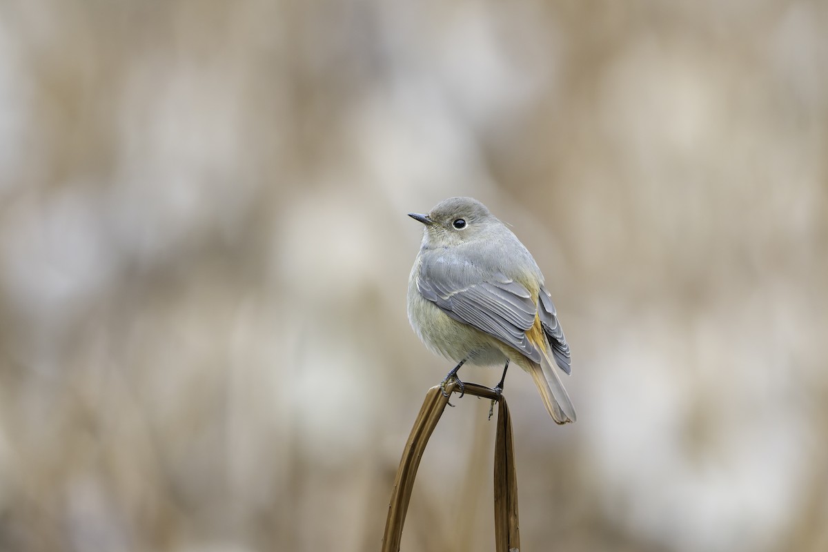 Hodgson's Redstart - ML645488486