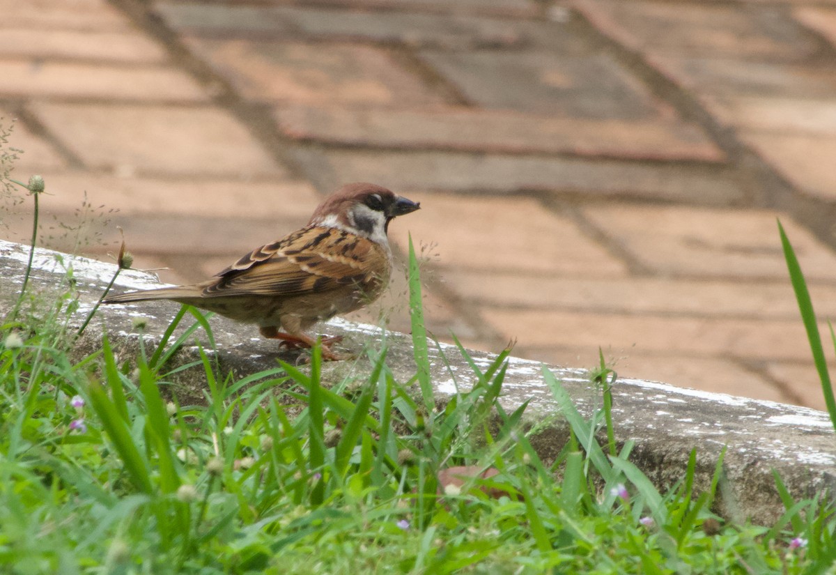 Ağaç Serçesi - ML645488487