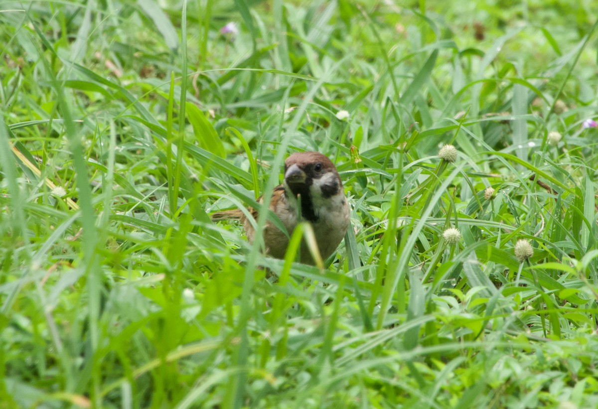 Ağaç Serçesi - ML645488488