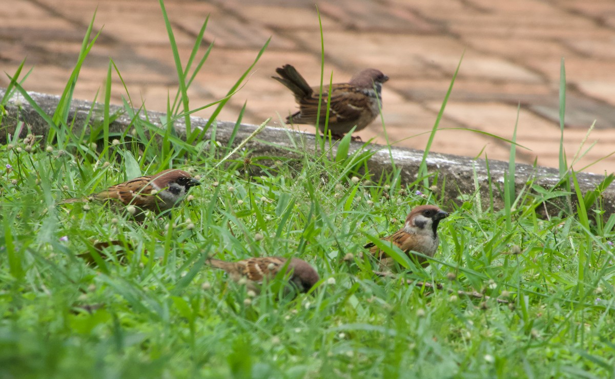 Ağaç Serçesi - ML645488495