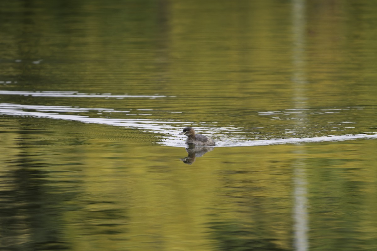 Little Grebe - ML645488498