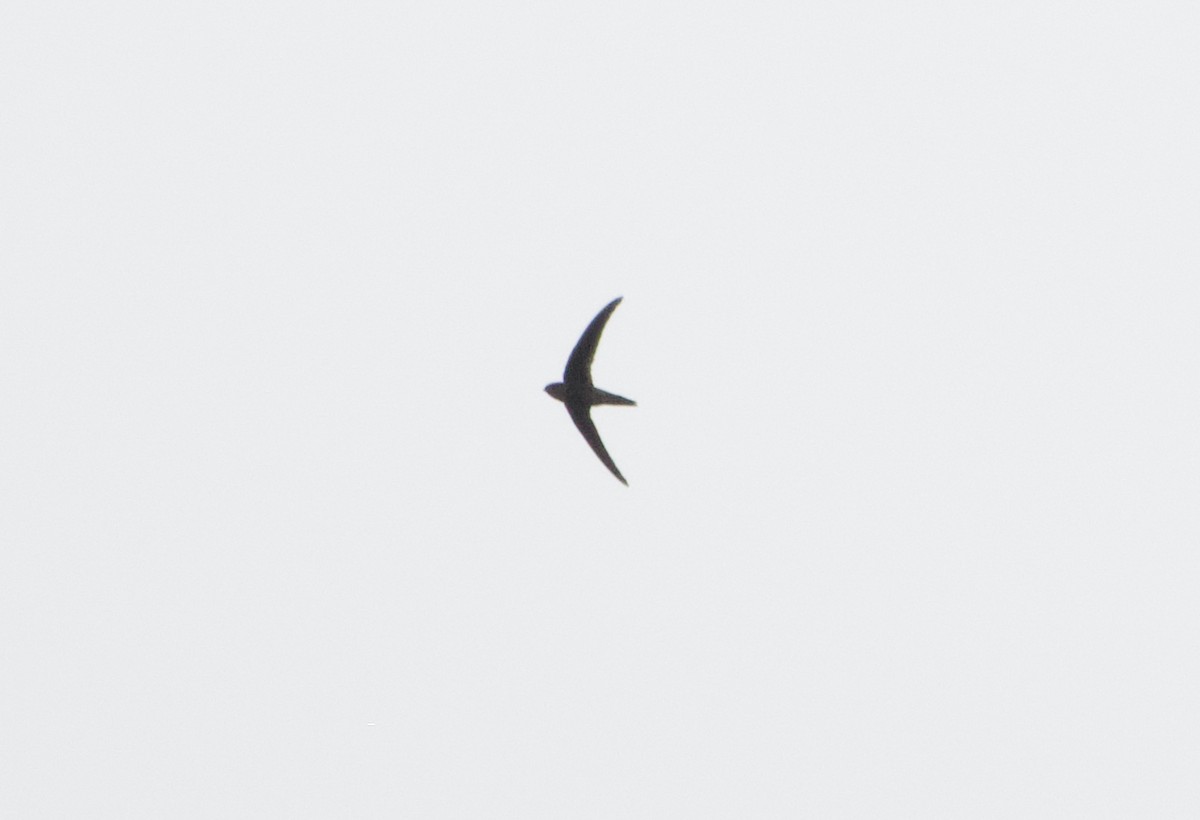 Asian Palm Swift - ML645488499