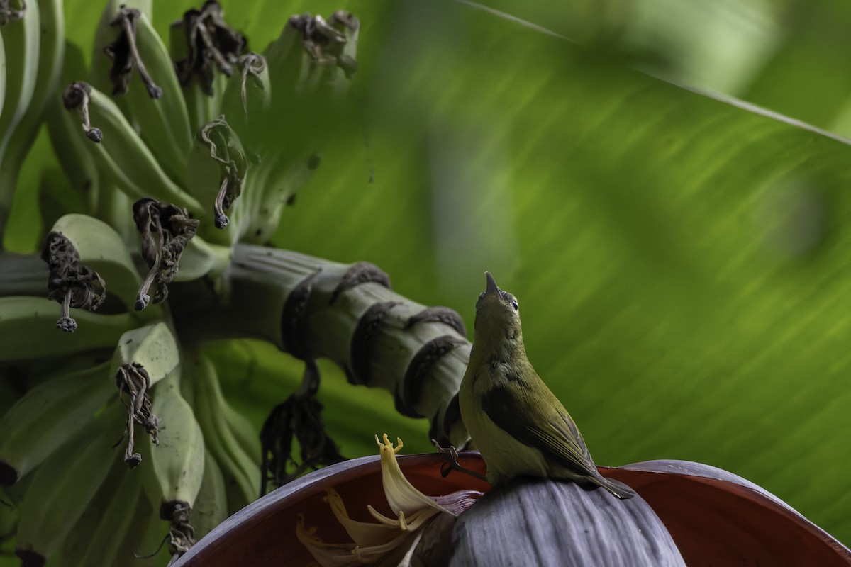 Fork-tailed Sunbird - ML645488500