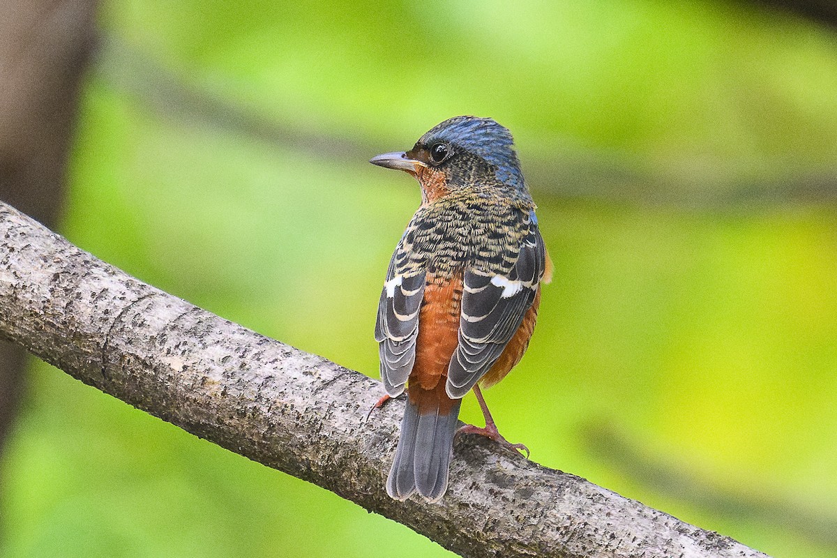 White-throated Rock-Thrush - ML645488512