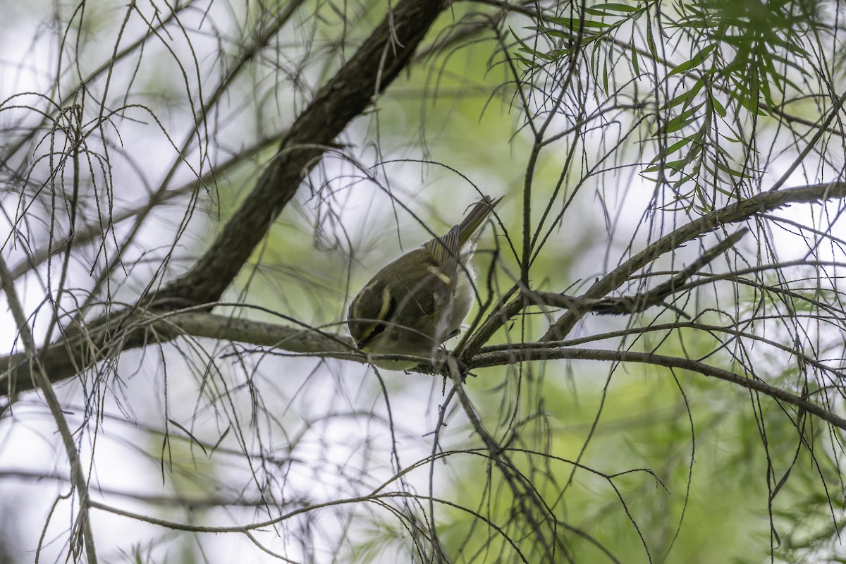 Pallas's Leaf Warbler - ML645488515