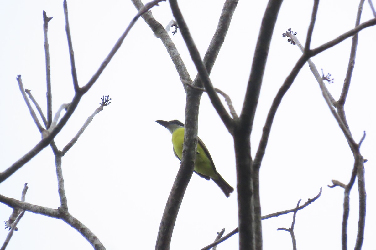 Boat-billed Flycatcher - ML645488524
