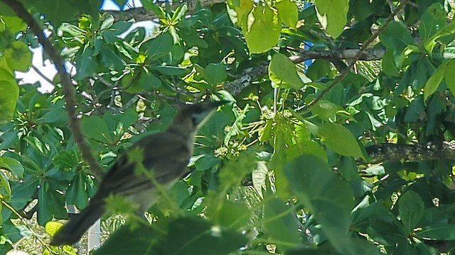 Медівник австралійський - ML645488528