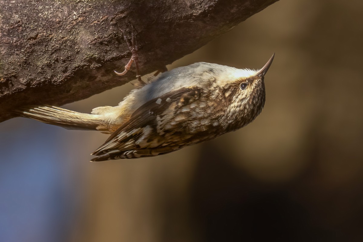 Brown Creeper - ML645488541