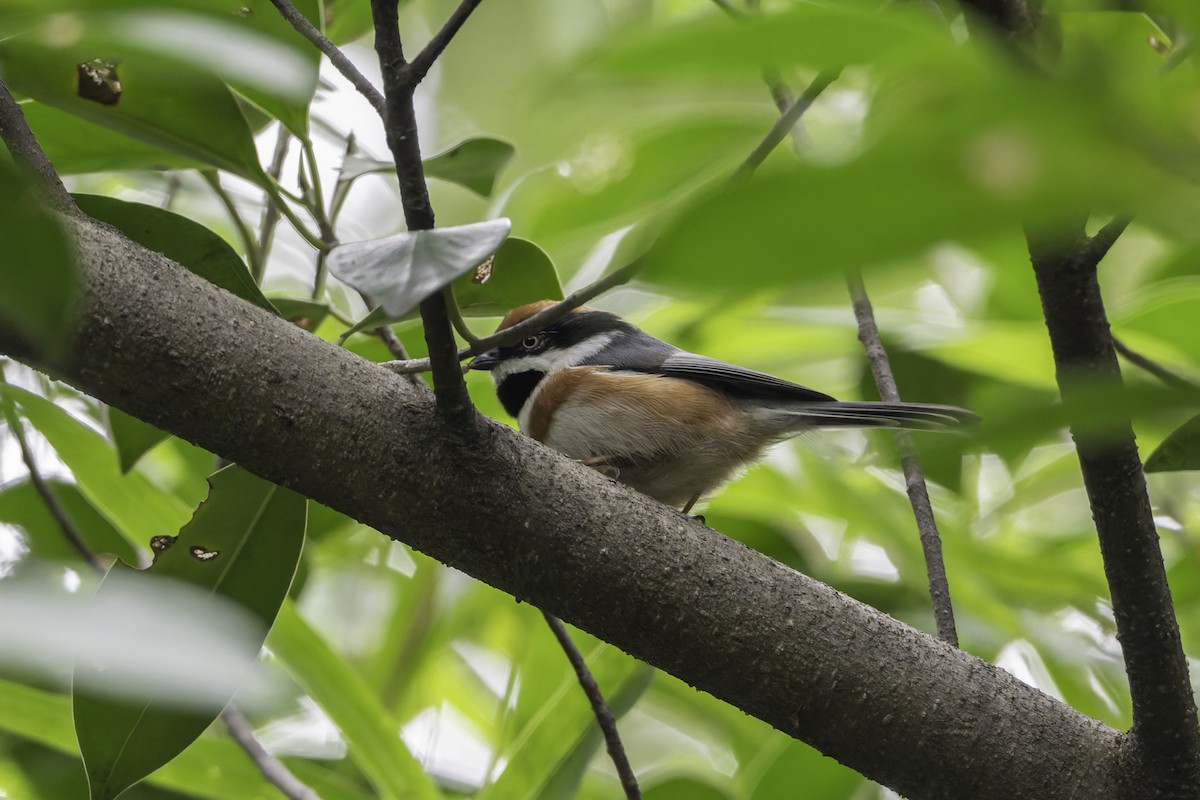 Black-throated Tit - ML645488543
