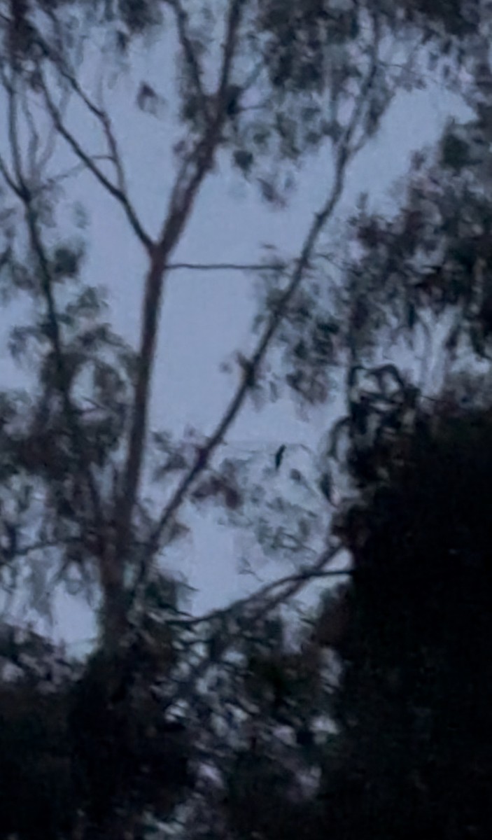 Bartnachtschwalbe - ML645488544