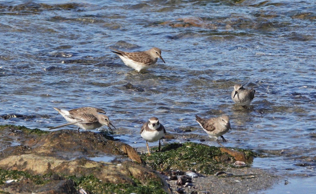 jespák tundrový - ML645488547