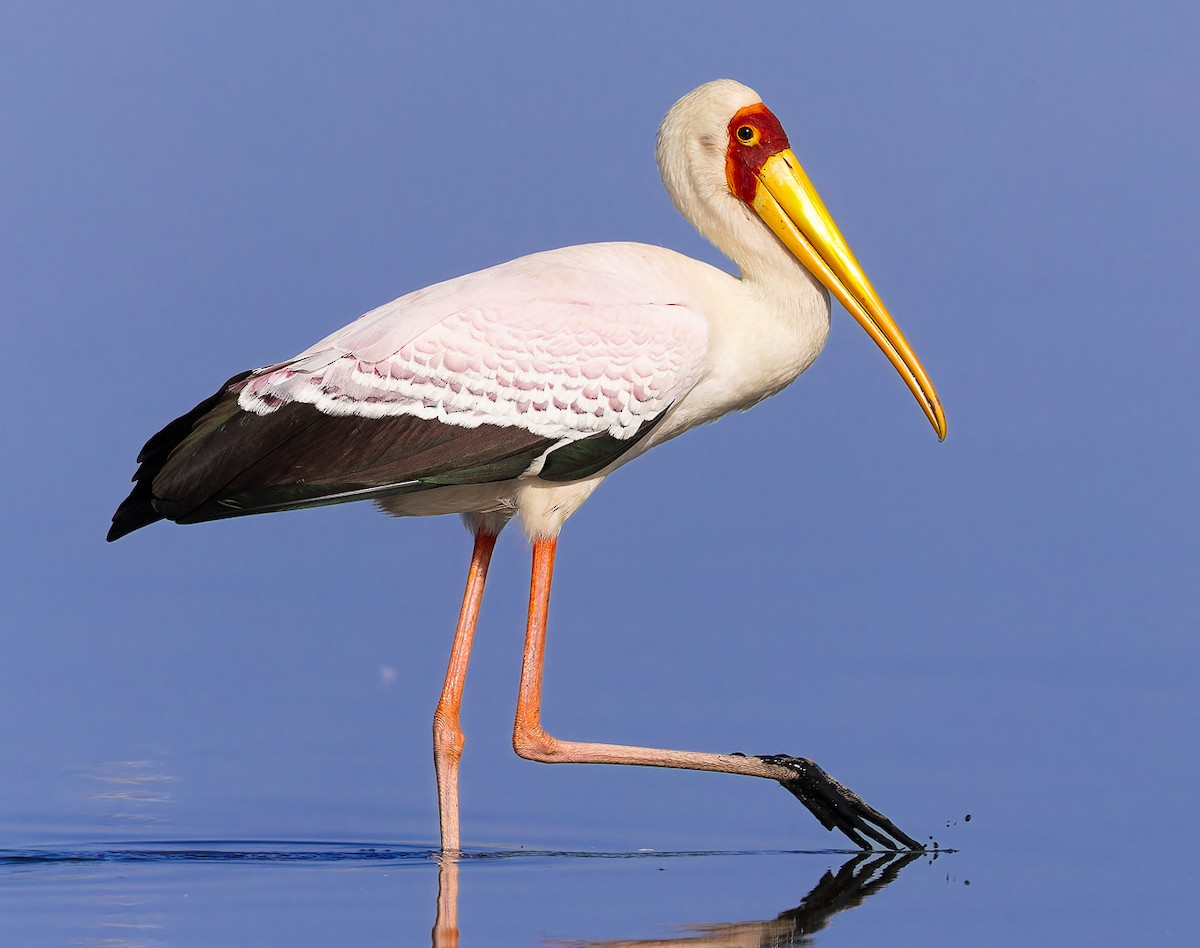 Yellow-billed Stork - ML645488548