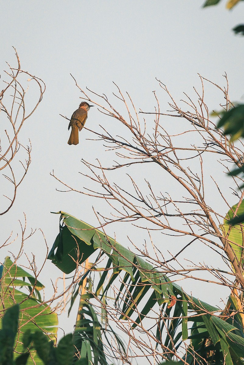Mountain Bulbul - ML645488569