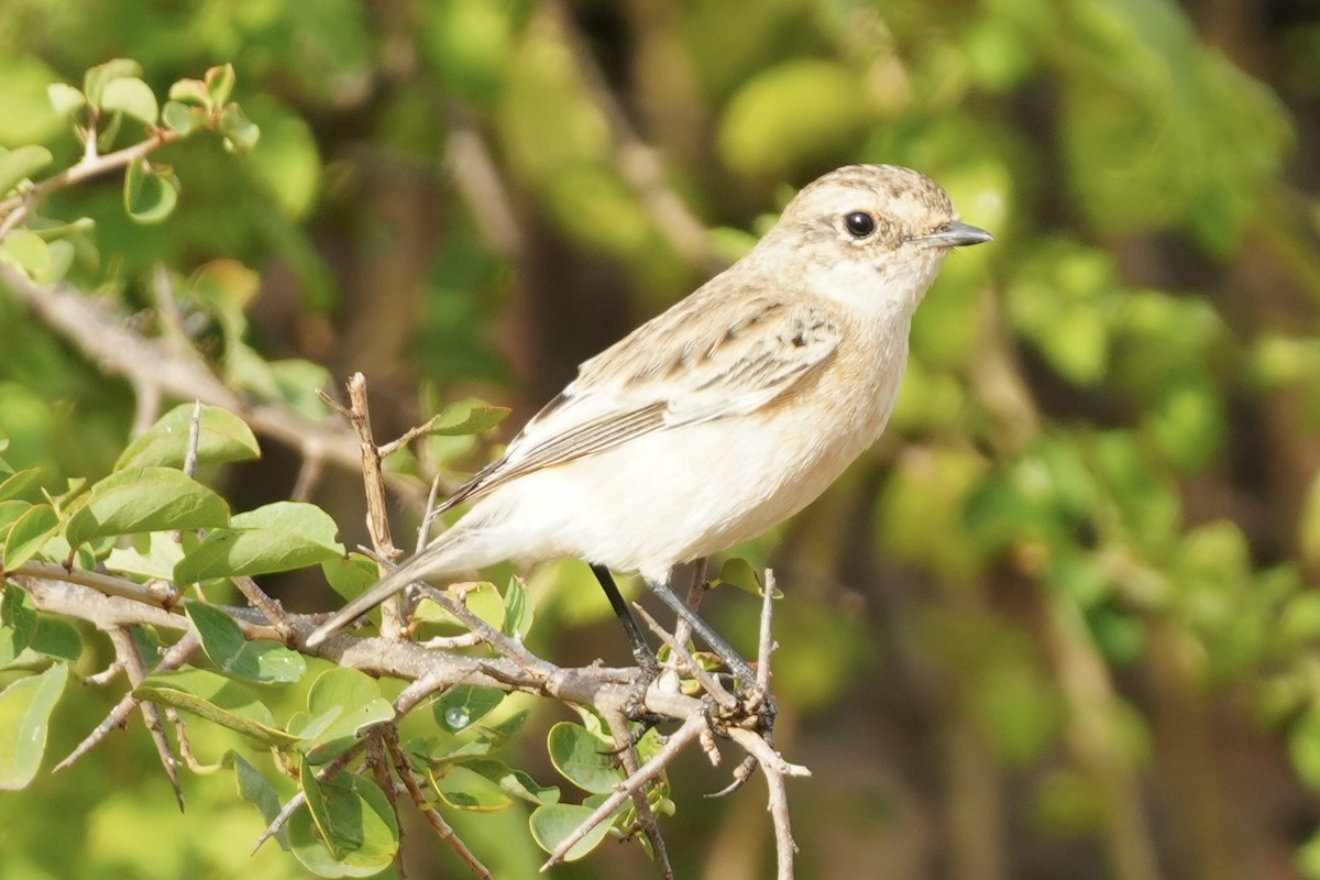 bramborníček sibiřský - ML645488572