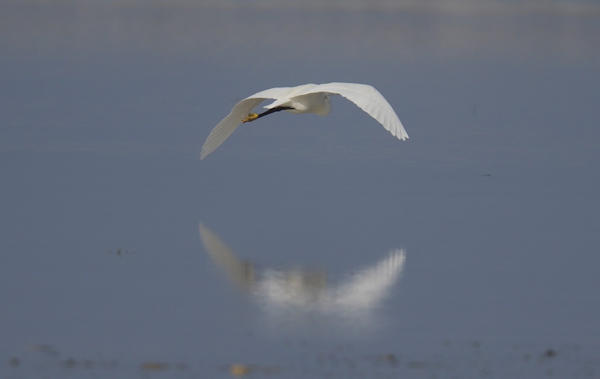 Little Egret - ML645488589