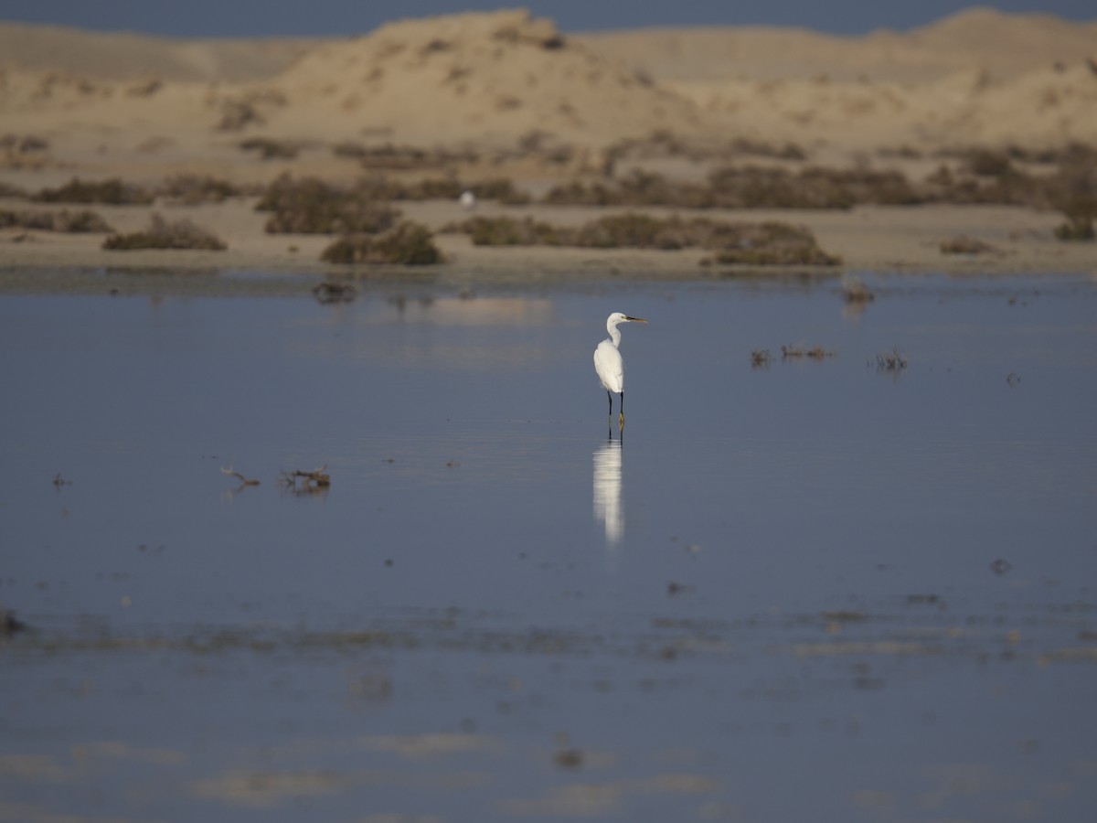 Little Egret - ML645488593